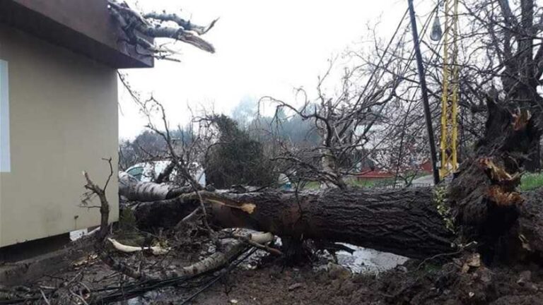 هذا ما فعلته العاصفة بالمزروعات في عكار ووادي خالد – اشجار