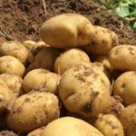 إليكم شروط استيراد البطاطا – بطاطا