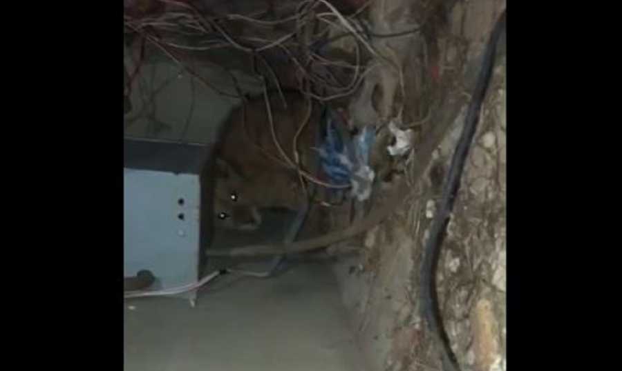 العثور على شبل الأسد في أبي سمراء – اسد