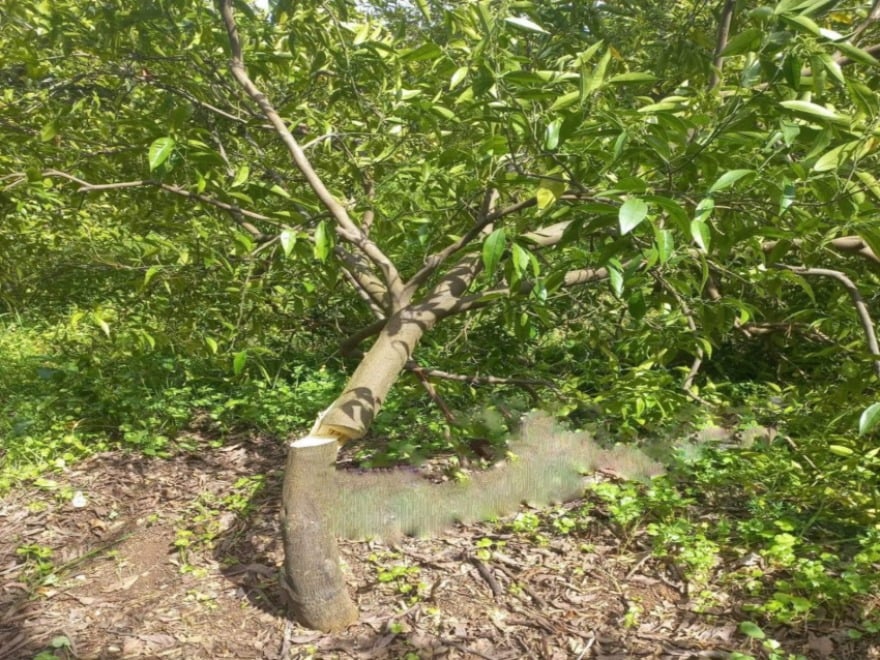  إشكال مسلّح في عكار... والجيش يتدخّل – شجرة