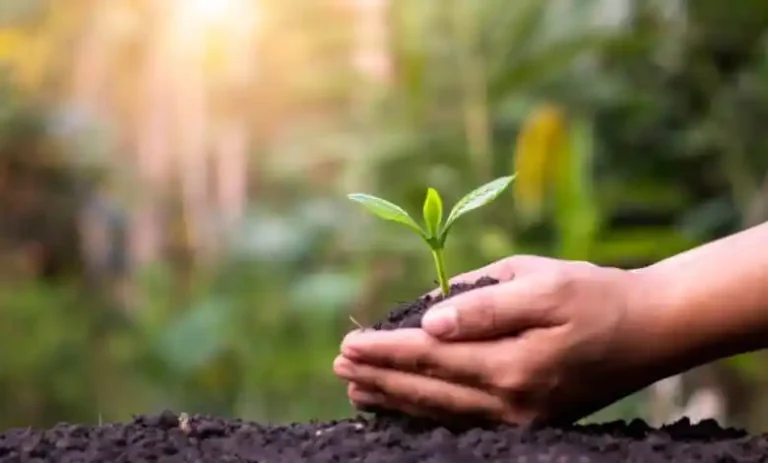 الموسم الزراعي في كساد... وهذا هو الحلّ – الزراعة