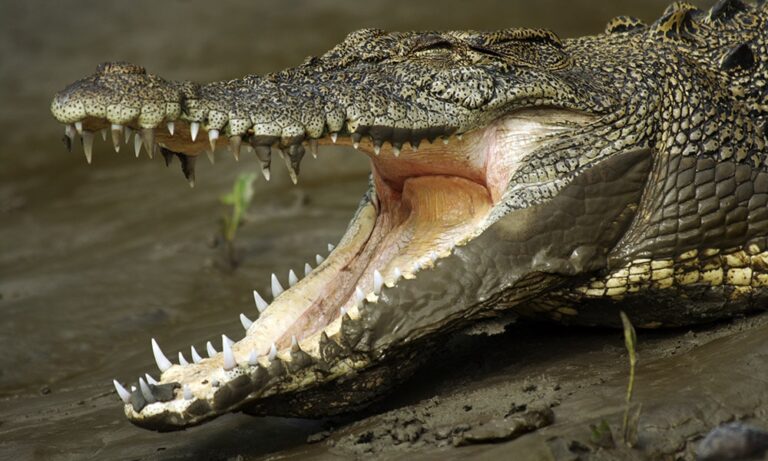 التماسيح تجتاح إقليمًا أستراليًّا! – تمساح