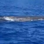 حوت في لبنان ! – حوت