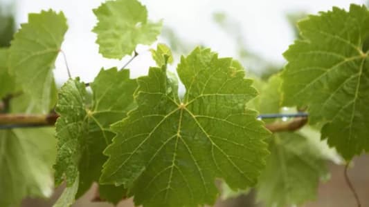  ضبط عنب وورق عنب سوري مهرّب – عنب