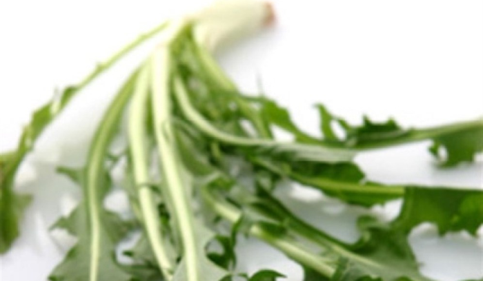 الهندباء البرية نبتة مجانية تنتج طبخة العصورة بتكاليف بسيطة – 7a14cabe5cf7bb0cffe7eb9ff56cddf8