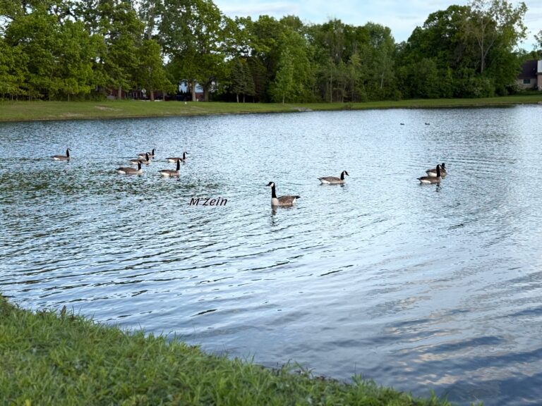 مدن ميشيغن تنافس بقوة ضمن أفضل الأماكن للعيش في "أميركا" لعام 2025 – photo output