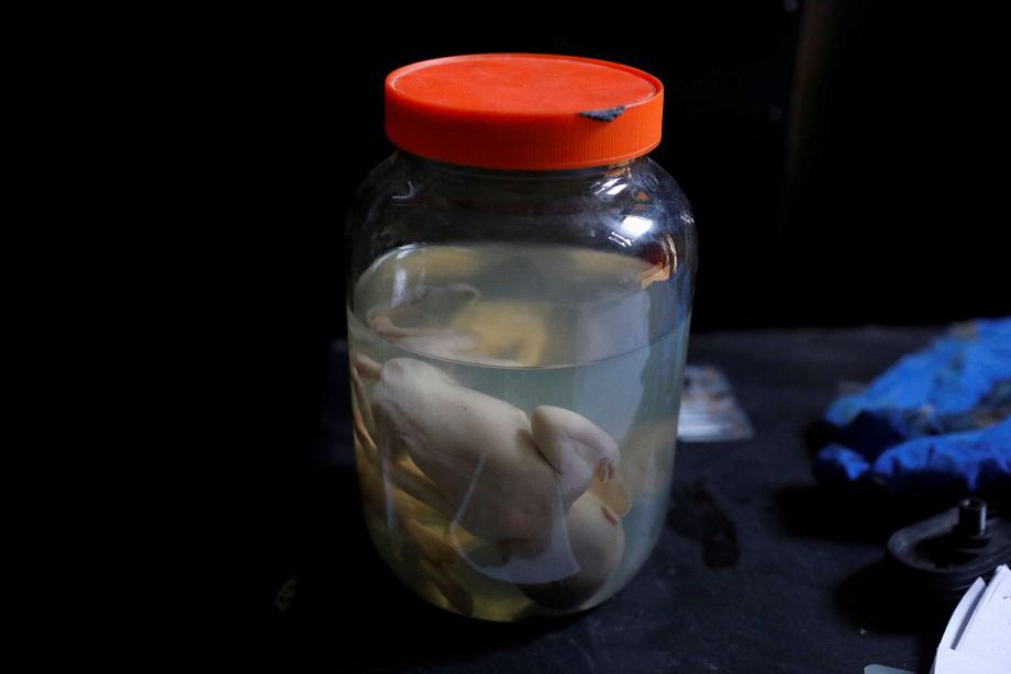 اكتشاف صادم في صيدا: أجنة بشرية محفوظة في شقة سكنية – أجنة بشرية