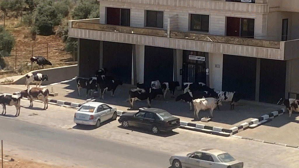 بالصورة - أبقار تحاصر مبنى سكنيًا.. ومناشدة ! 2 بالصورة - أبقار تحاصر مبنى سكنيًا.. ومناشدة ! – image 3