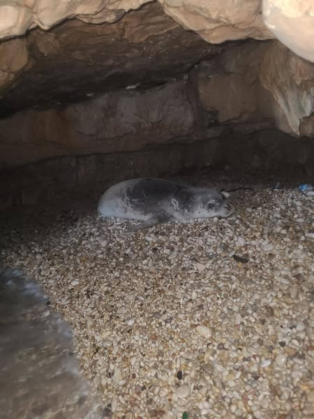 بيان صادر عن وزارة البيئة بخصوص الشكوى المتعلقة بحماية موئل فقمة الراهب المتوسطية في عمشيت – image 138