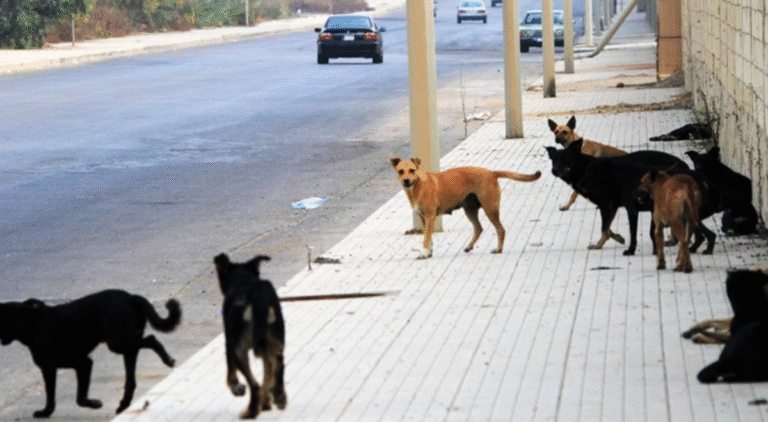 كلاب شاردة