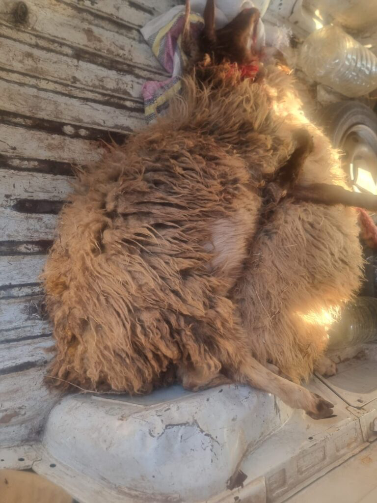 بالصّورة-في كفرشوبا... نفوق عددًا من الأغنام جراء قنبلة معادية! – image 111