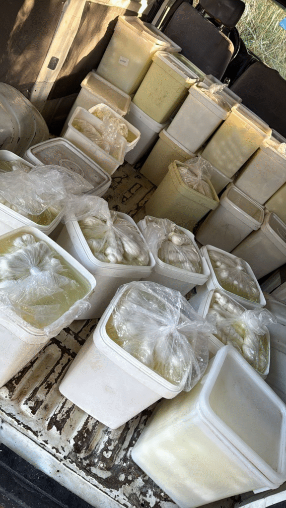 ضبط أجبان سورية مهرّبة – image 136