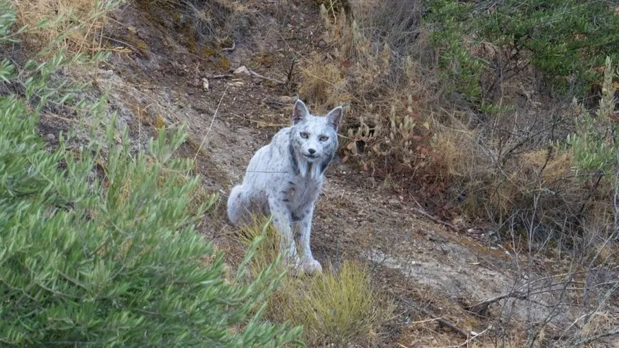 ظهور نادر لـ"الشبح الأبيض".. كيف تحول إلى اللون الفريد؟ – image 16