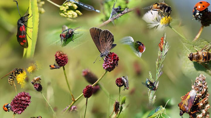كارثة تهدّد البشرية...ما علاقة الحشرات؟ 1 كارثة تهدّد البشرية...ما علاقة الحشرات؟ – image 176