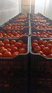 بالصور- ضبط بندورة مهربة – image 36