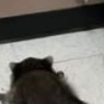 بالفيديو- حيوان سكران! 4 بالفيديو- حيوان سكران! – image 29