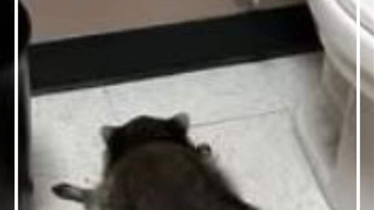 بالفيديو- حيوان سكران! – image 29