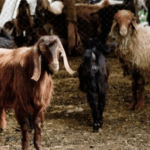 ما جديد دخول فيروس الحمى القلاعية إلى لبنان؟ – image 33