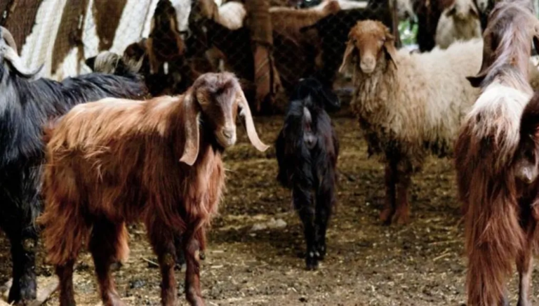 ما جديد دخول فيروس الحمى القلاعية إلى لبنان؟ – image 33