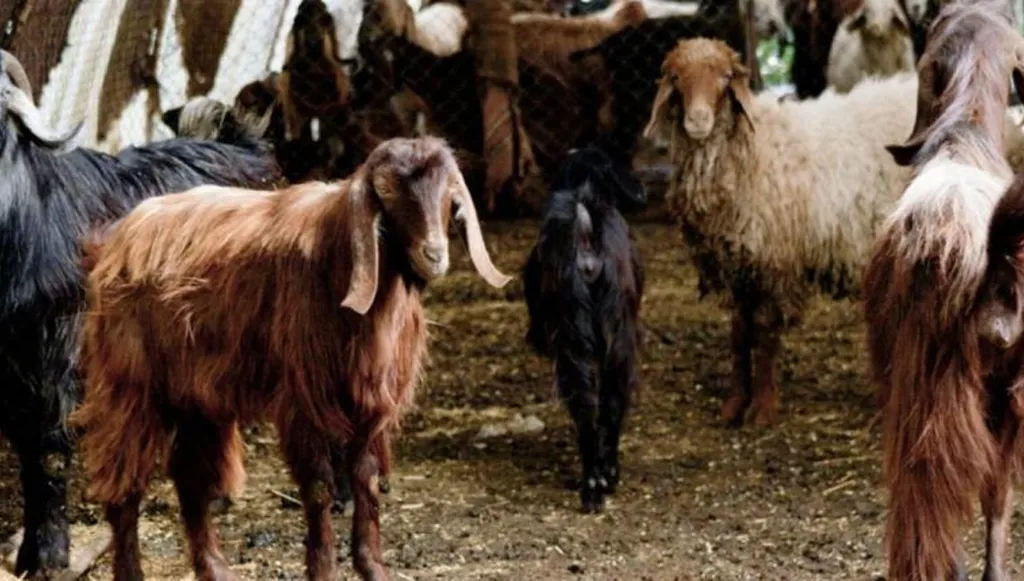 ما جديد دخول فيروس الحمى القلاعية إلى لبنان؟