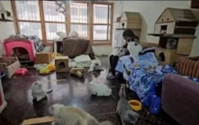 سيدة لبنانية تحوّل منزلها في الضاحية إلى “ملجأ للقطط” رغم الحرب والأزمة.. القصة كاملة 3 سيدة لبنانية تحوّل منزلها في الضاحية إلى “ملجأ للقطط” رغم الحرب والأزمة.. القصة كاملة – image 52